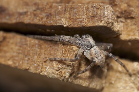 Philodromus cespitum